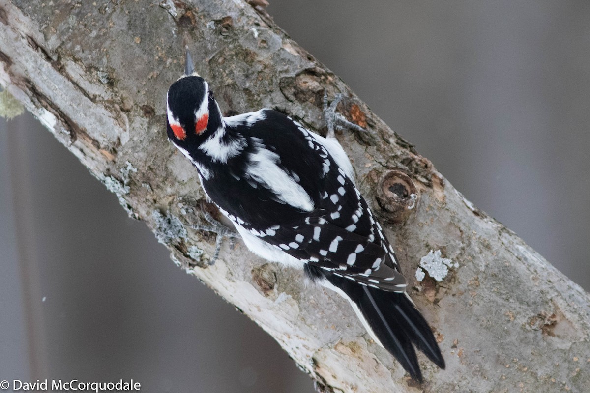 Hairy Woodpecker - David McCorquodale