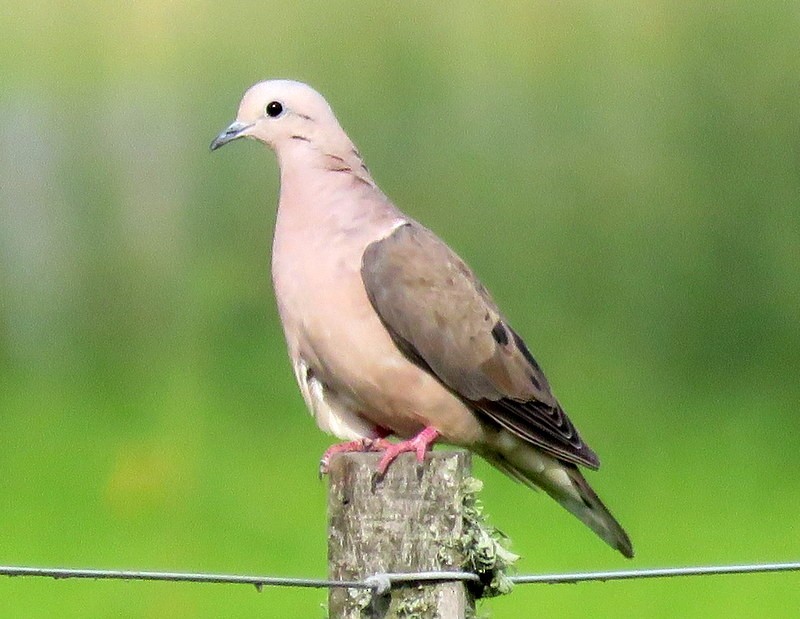 Eared Dove - ML309796521