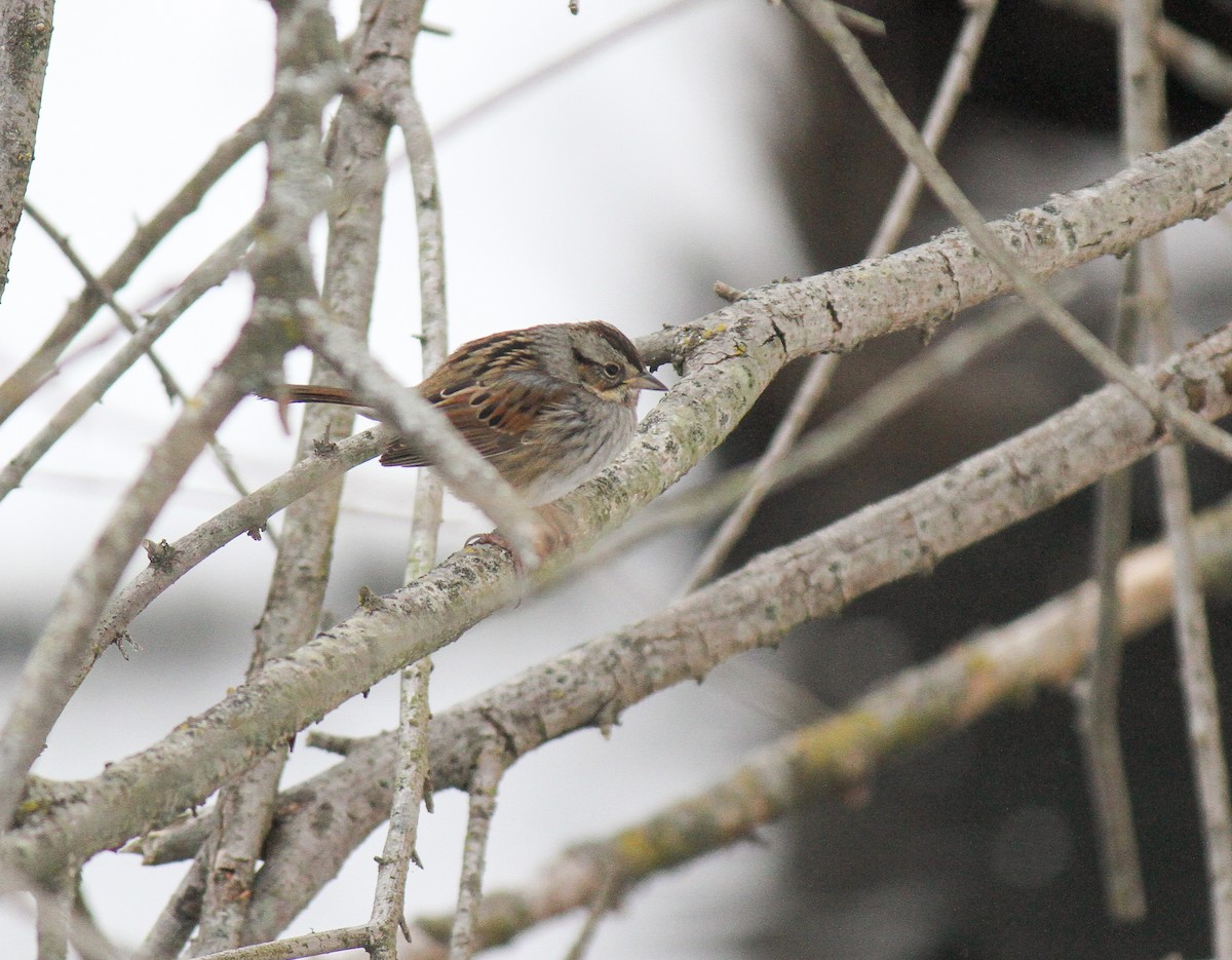 Swamp Sparrow - ML309797451