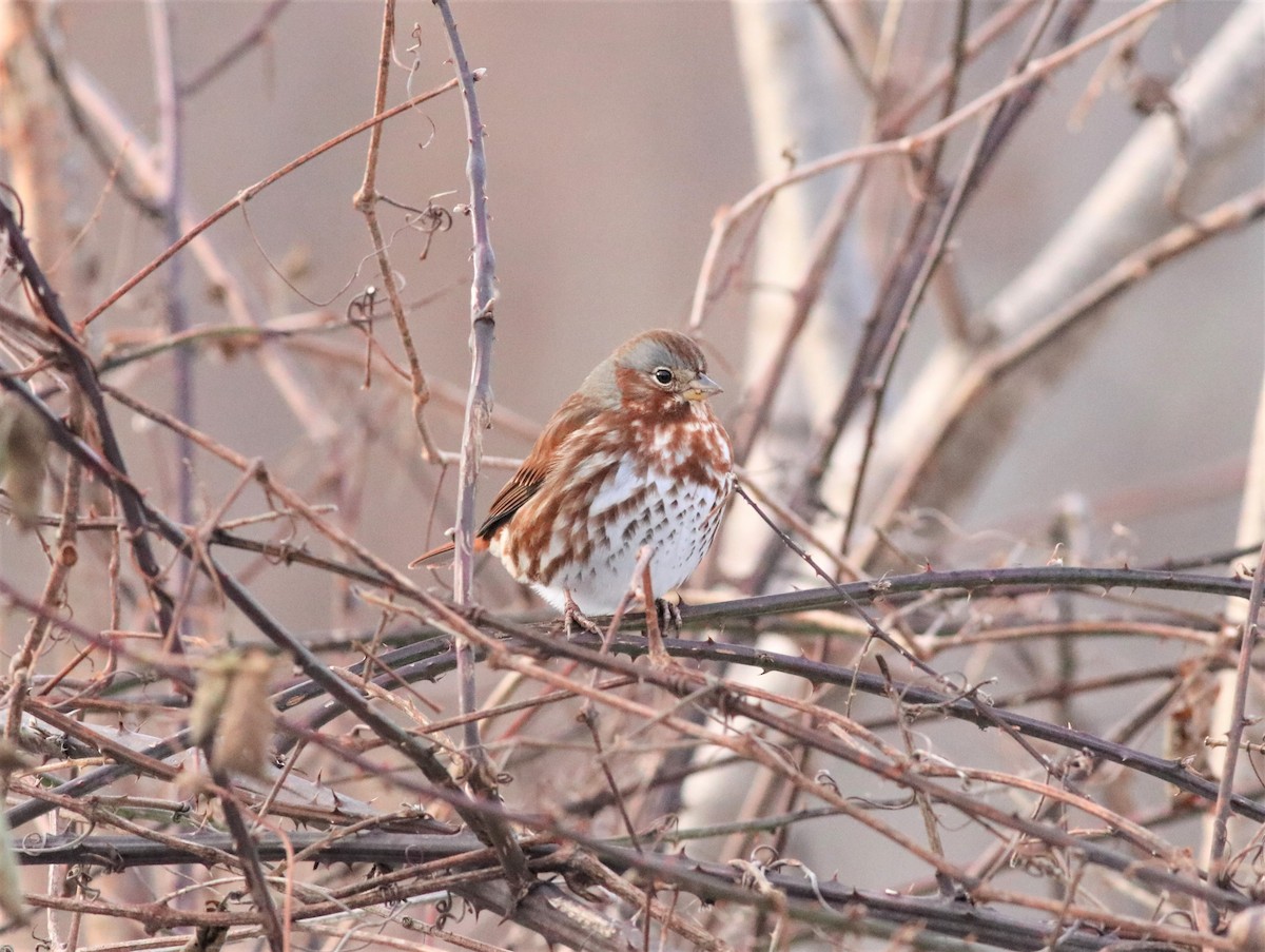 Fox Sparrow - ML309797591