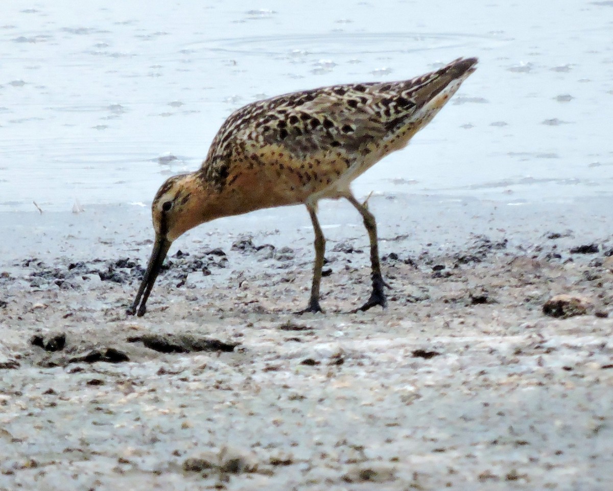 Short-billed Dowitcher - ML30979771