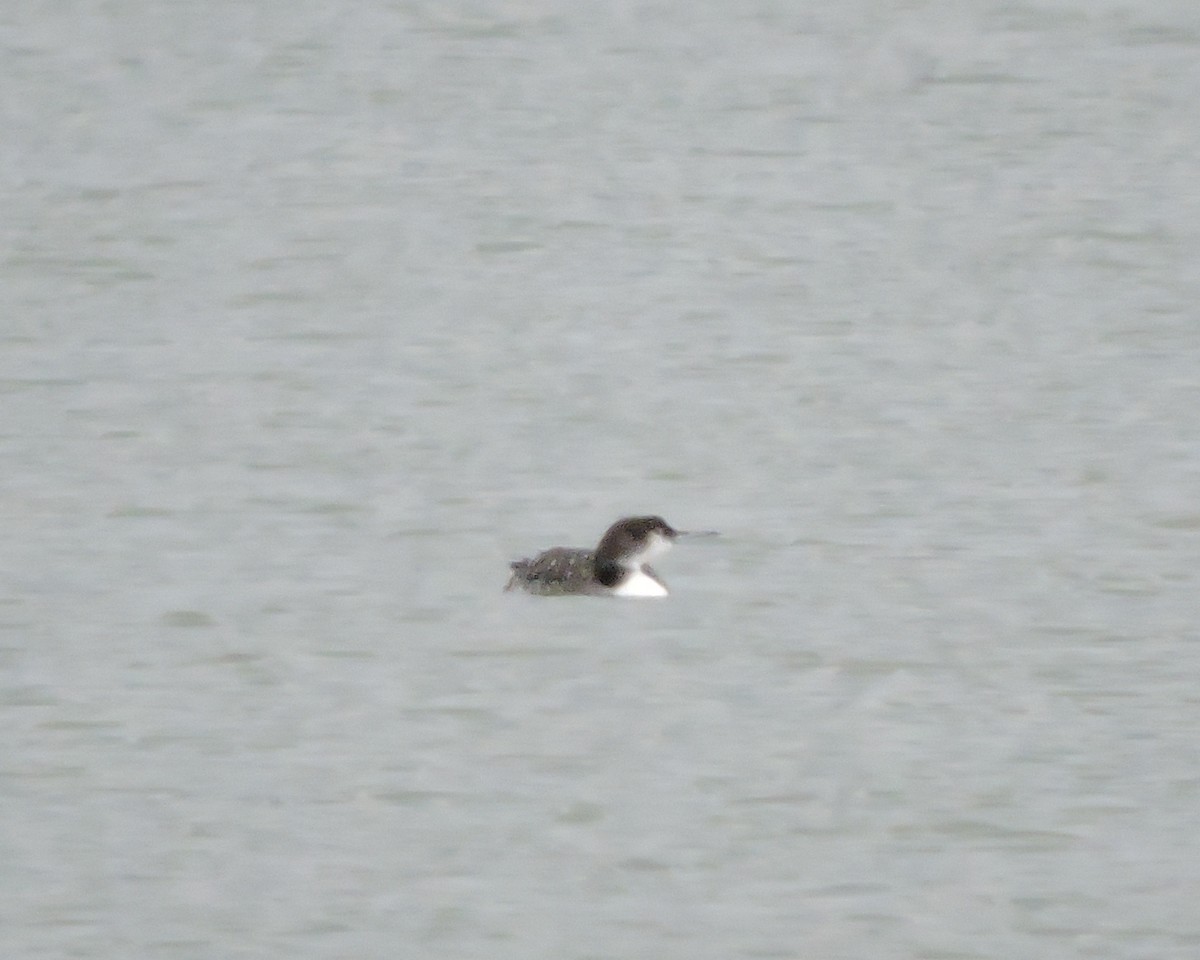 Common Loon - ML30979811