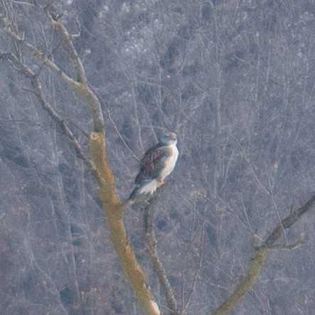 Ferruginous Hawk - Reed Gerdes