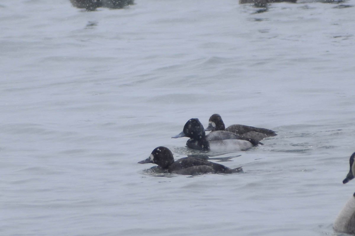 Lesser Scaup - Andrea Heine