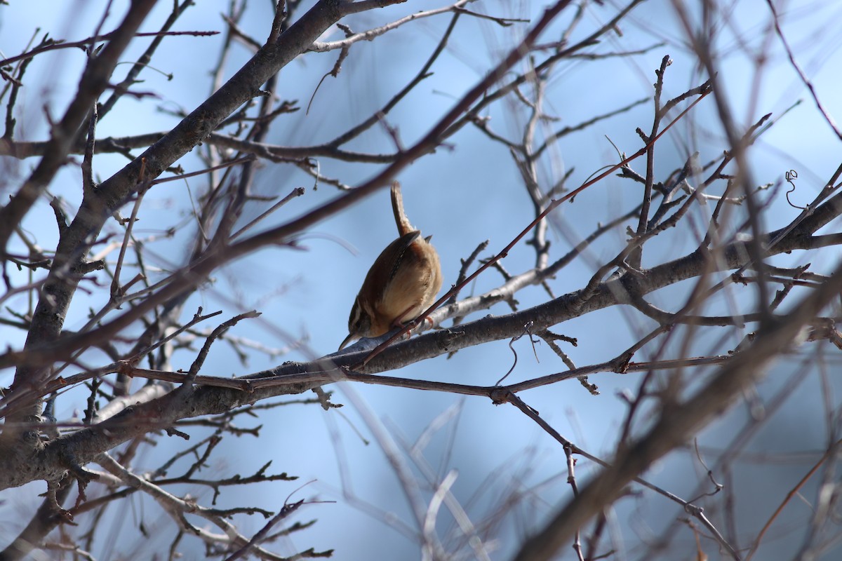 Carolina Wren - Tim Shen