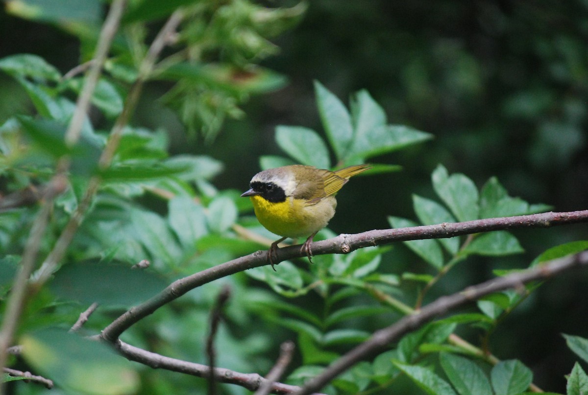 Common Yellowthroat - ML309801601