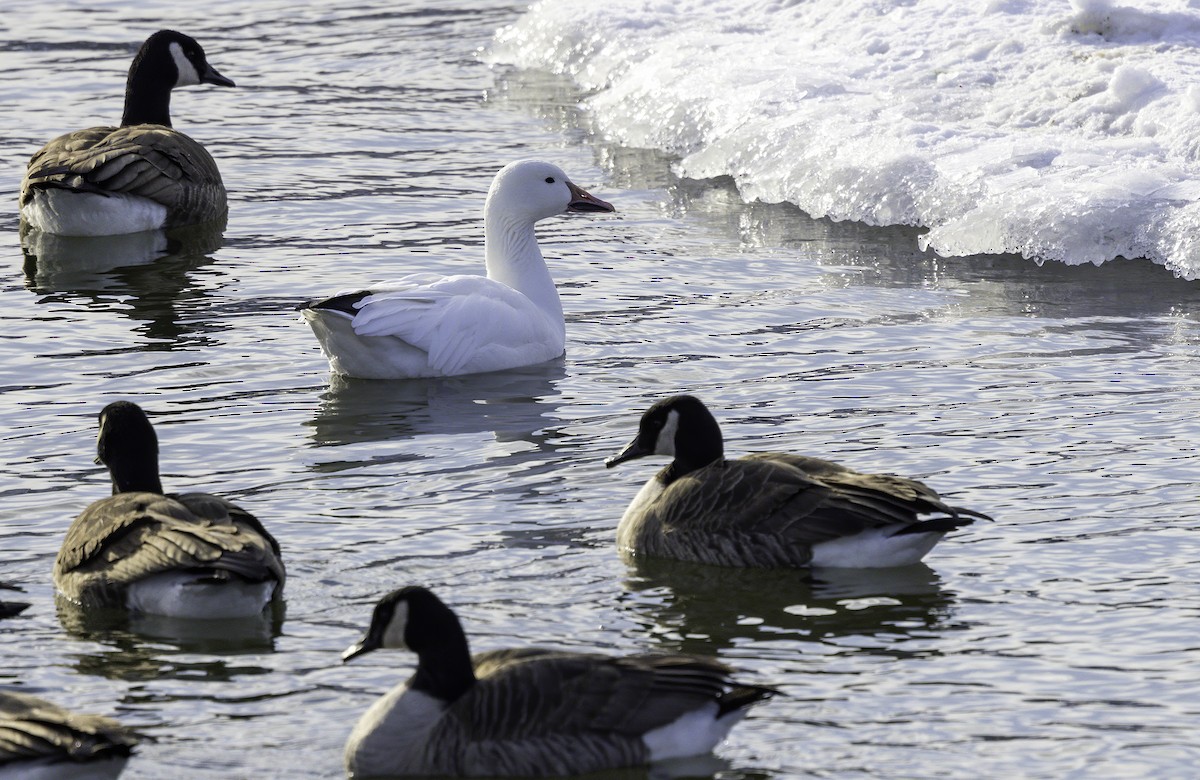 Snow Goose - ML309802181