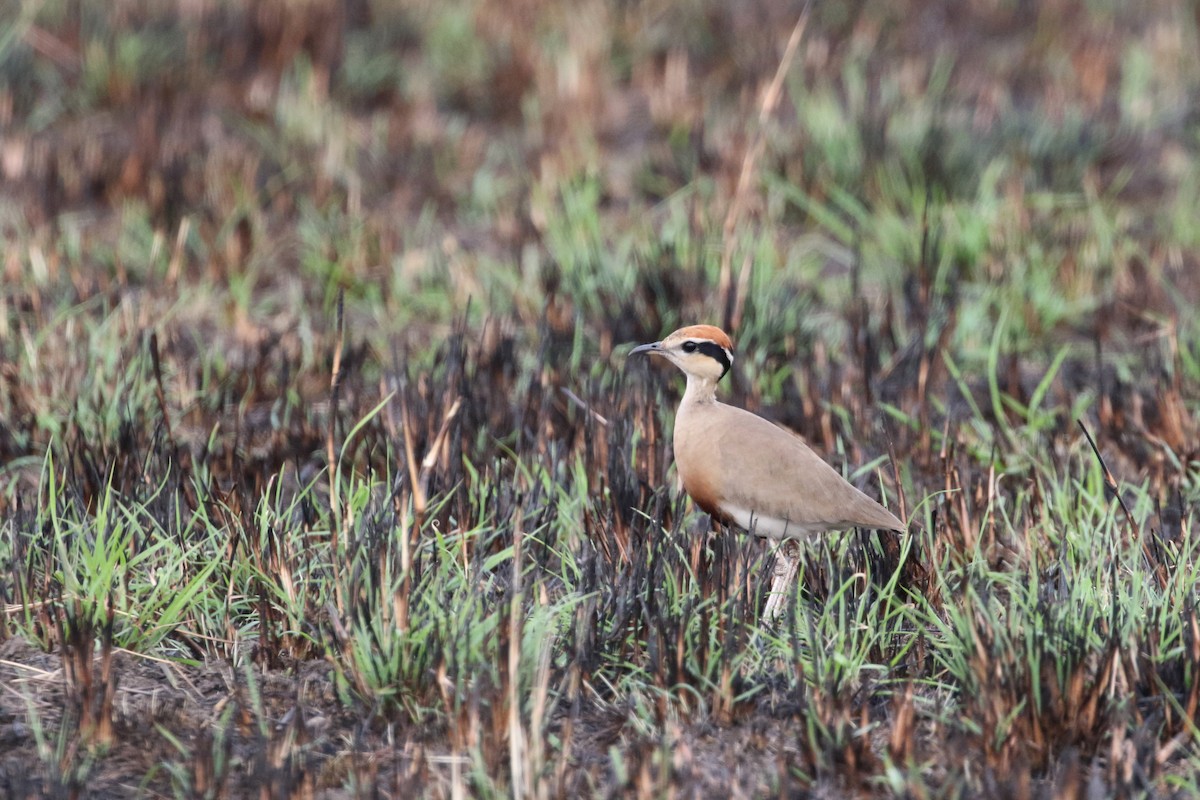 Temminck's Courser - ML309803931