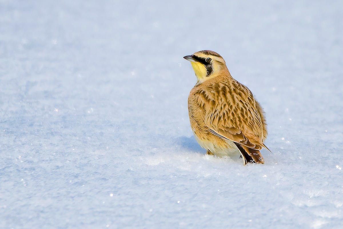 Horned Lark - Matthew Plante