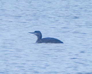 Red-throated Loon - ML309807511