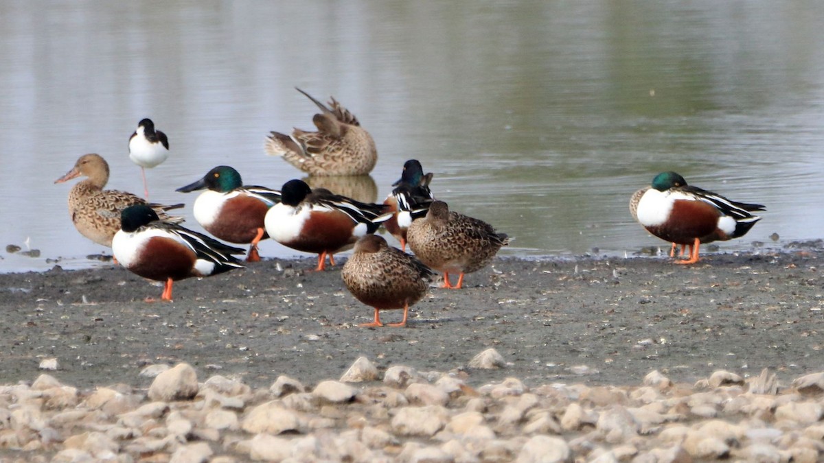 Northern Shoveler - Michael Gilbert