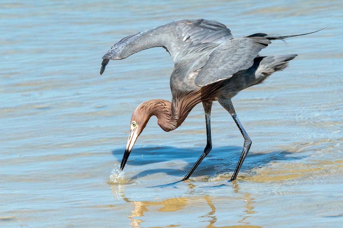 Reddish Egret - Nina Ehmer