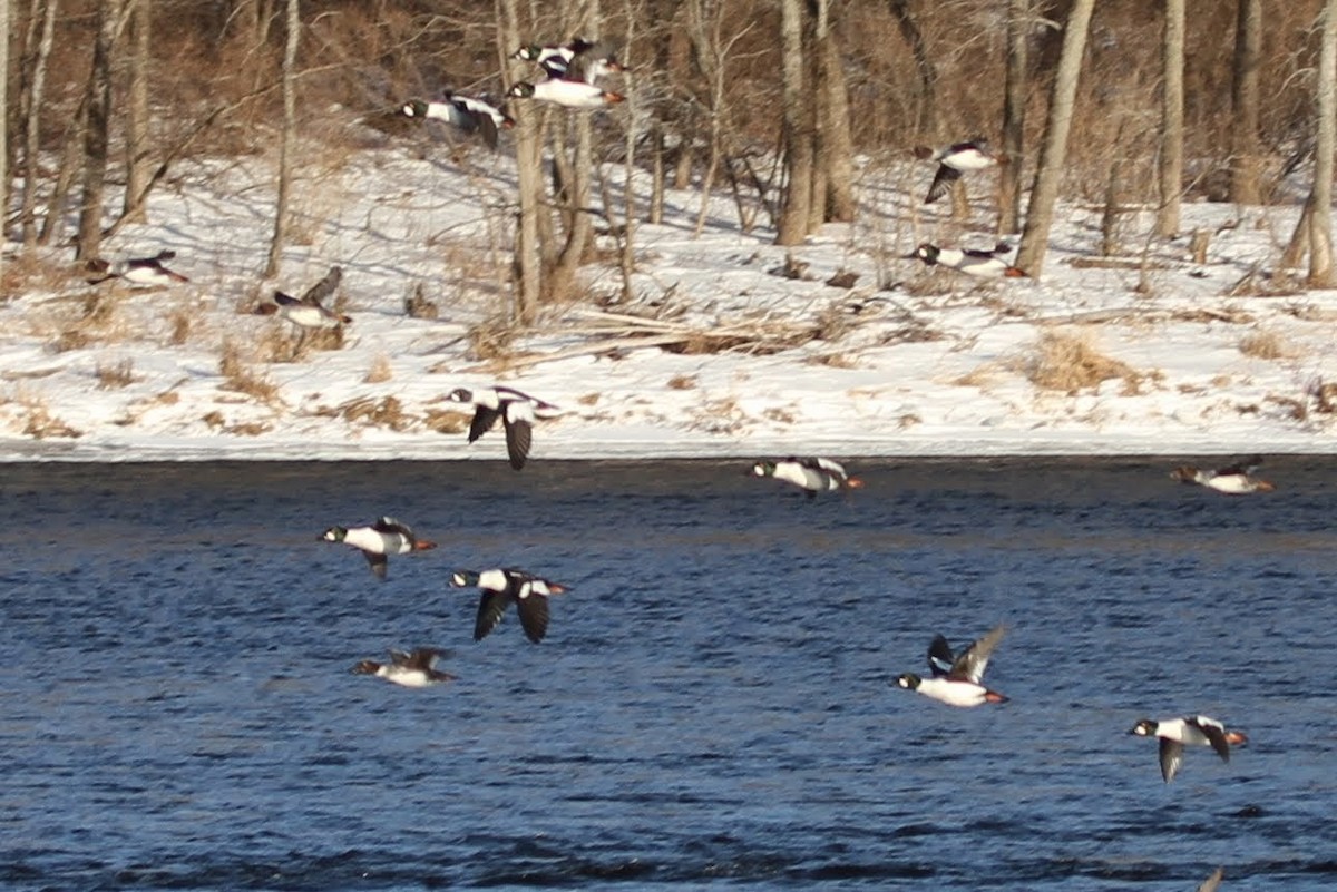 Barrow's Goldeneye - ML309808451