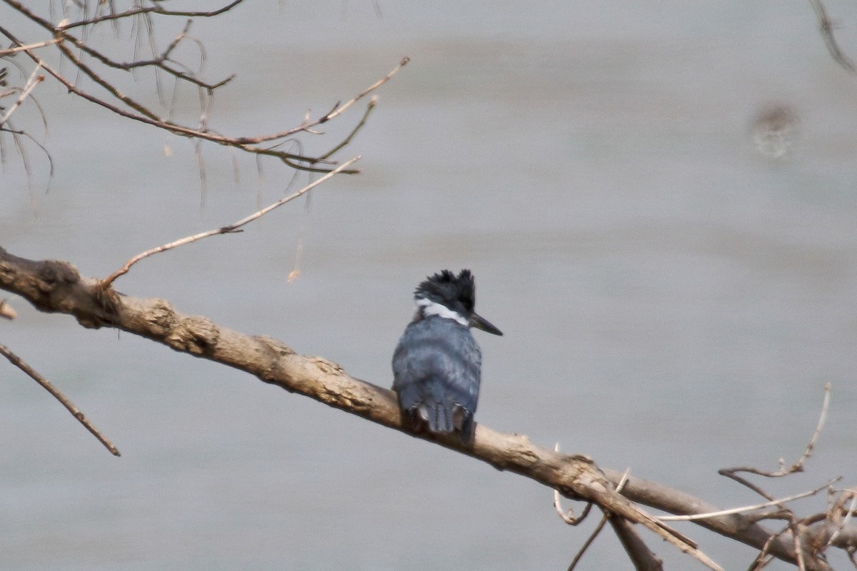 Belted Kingfisher - ML309810391