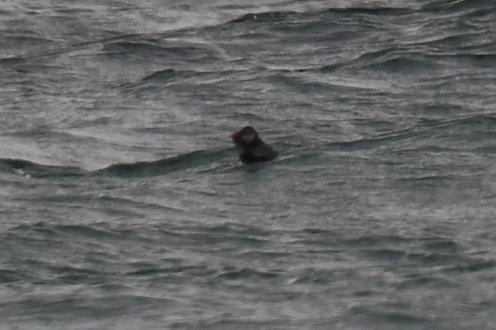 Atlantic Puffin - ML309812801