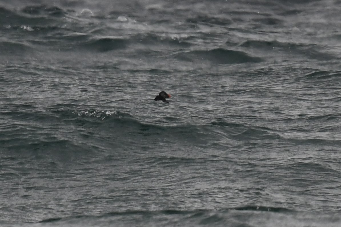 Atlantic Puffin - ML309812811