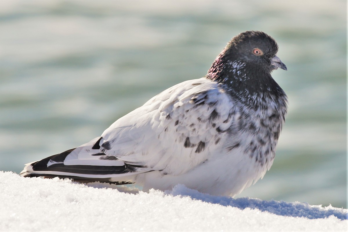 Rock Pigeon (Feral Pigeon) - ML309818631