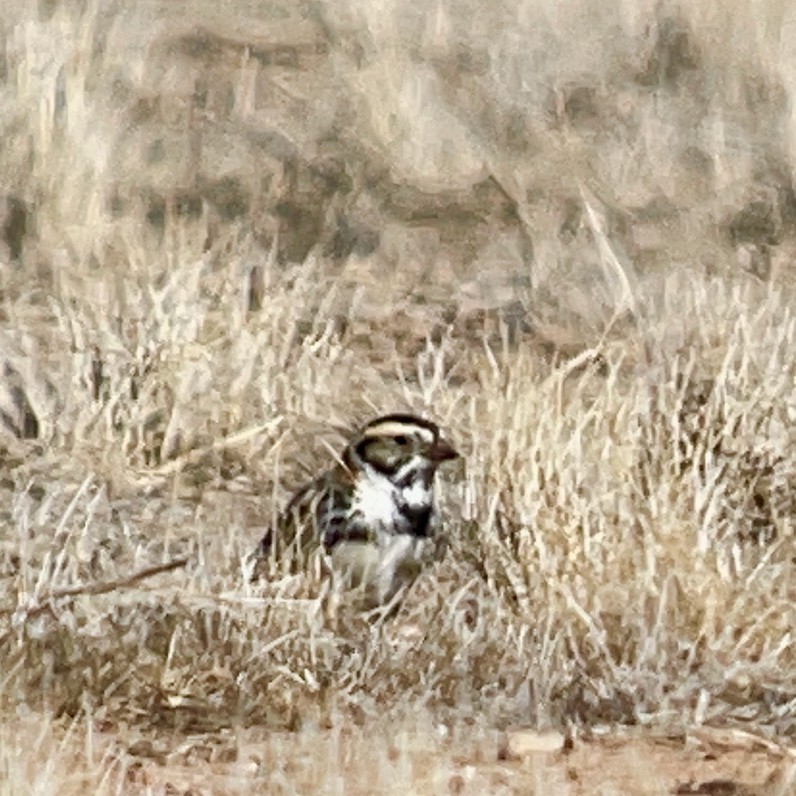 Lapland Longspur - ML309819001