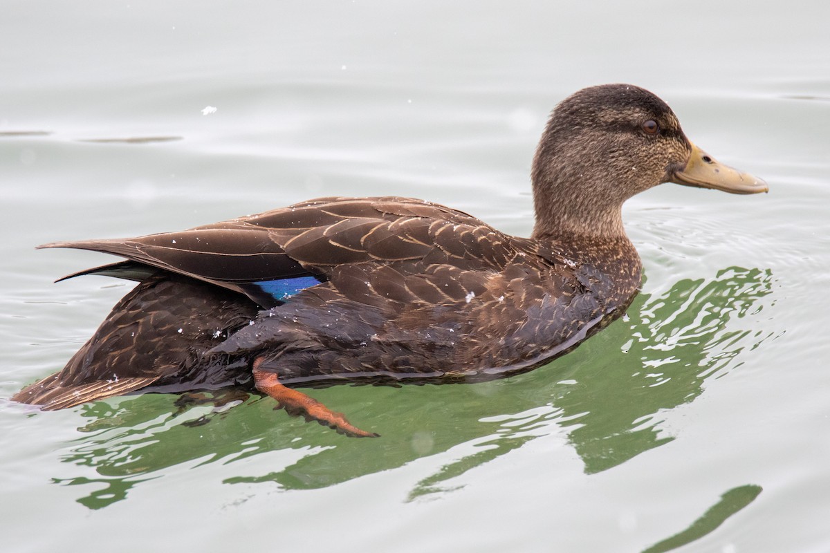 American Black Duck - ML309819301