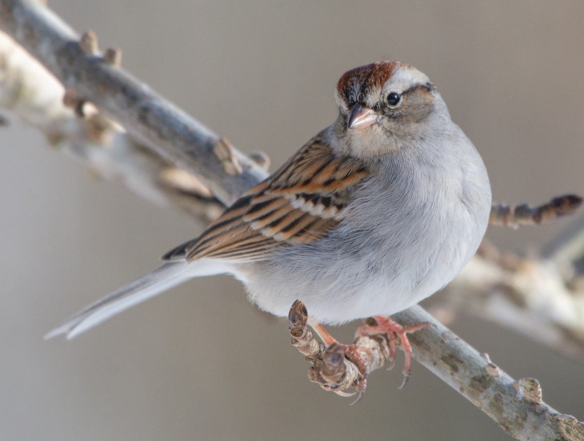 Chipping Sparrow - Susan Williamson