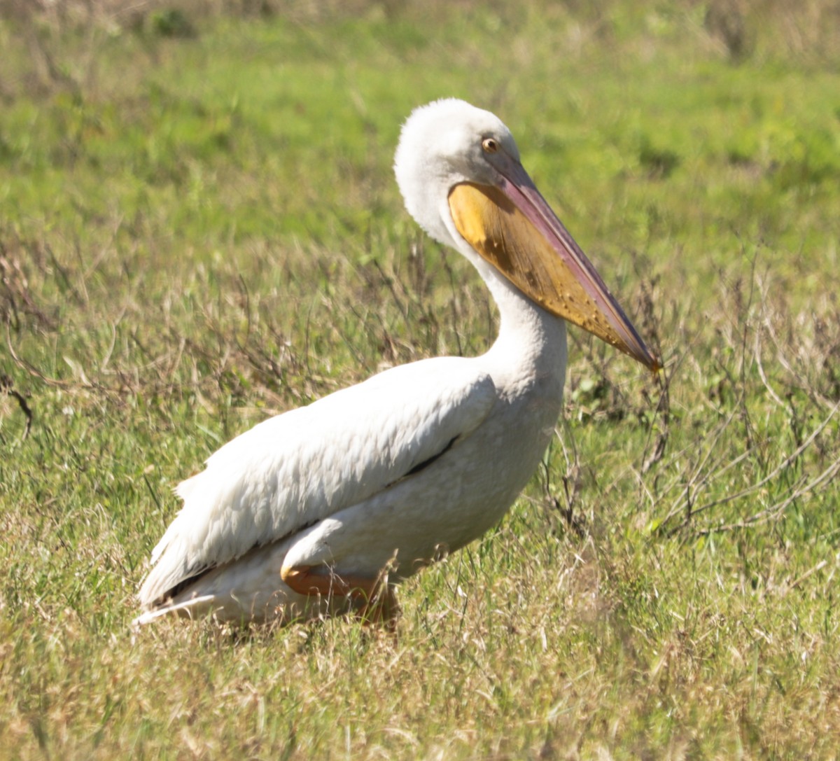 American White Pelican - ML309822491