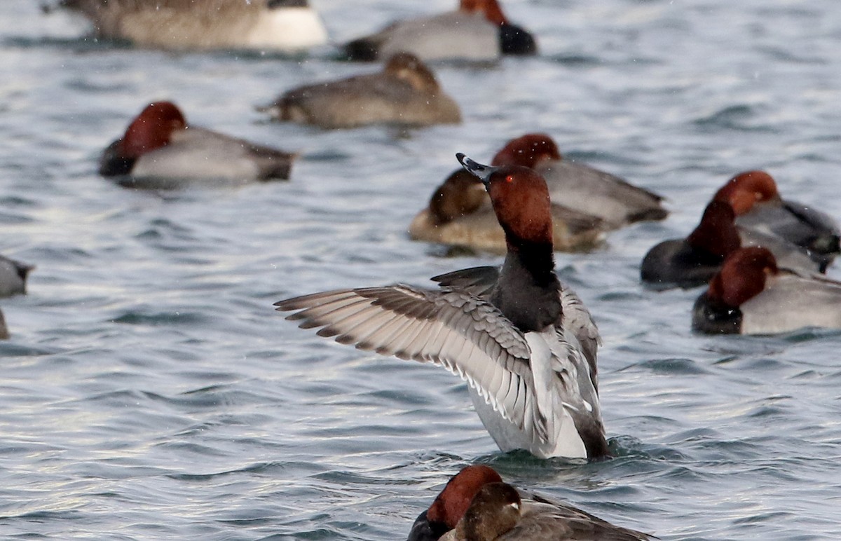 Canvasback x Redhead (hybrid) - Jay McGowan