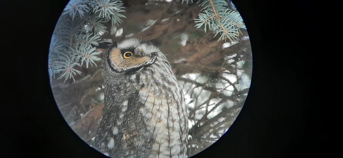 Long-eared Owl - Vincent Sévigny