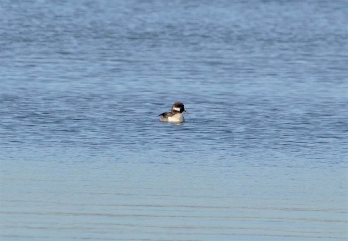 Bufflehead - Vicki Bachner