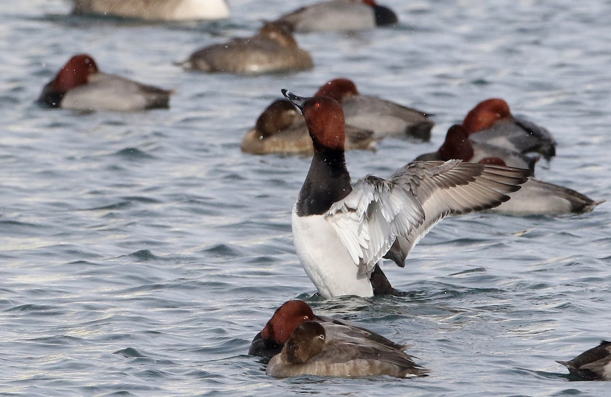 Canvasback x Redhead (hybrid) - Jay McGowan