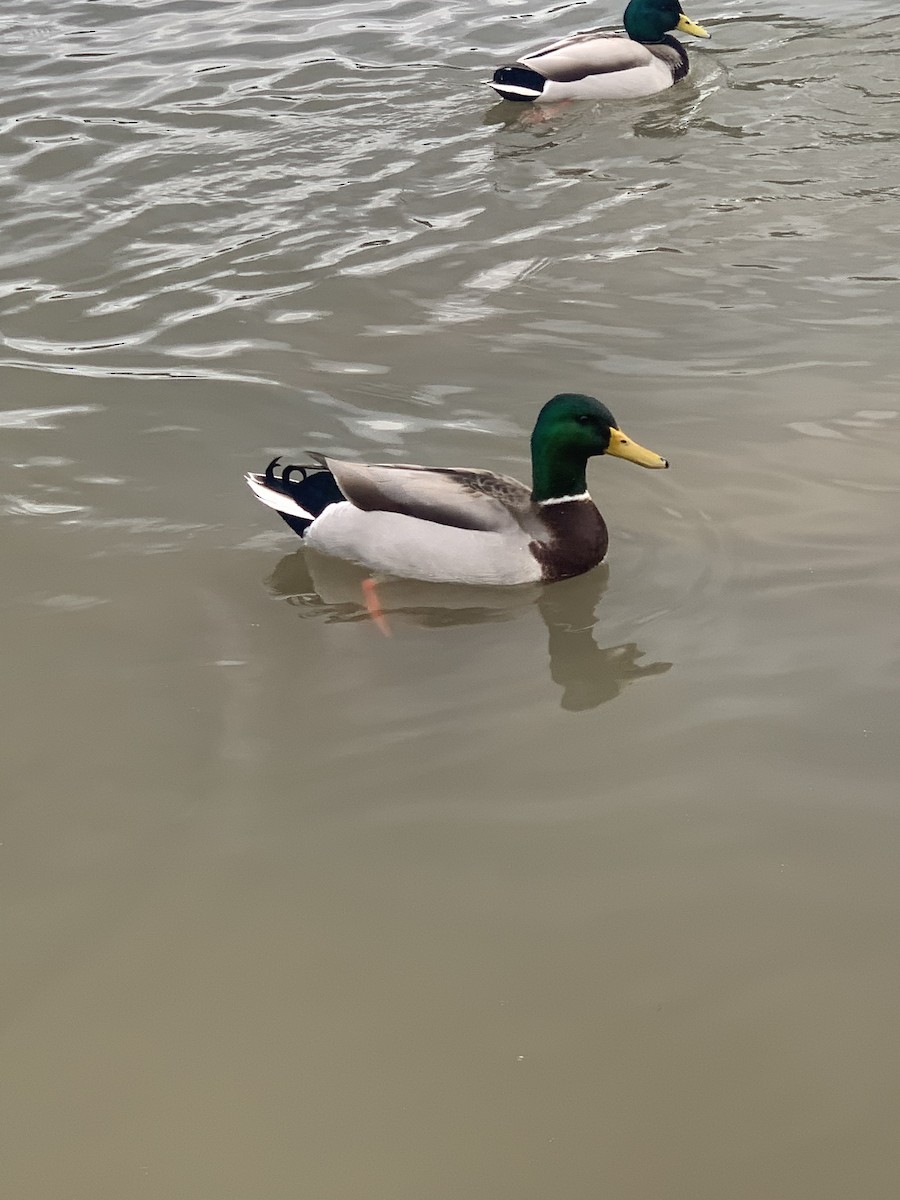 Canard colvert - ML309825441