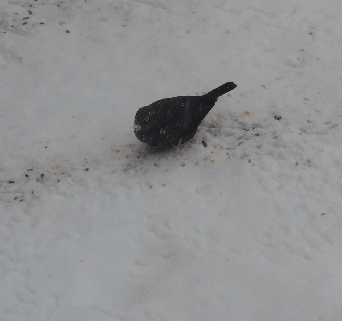 Rusty Blackbird - ML309826051