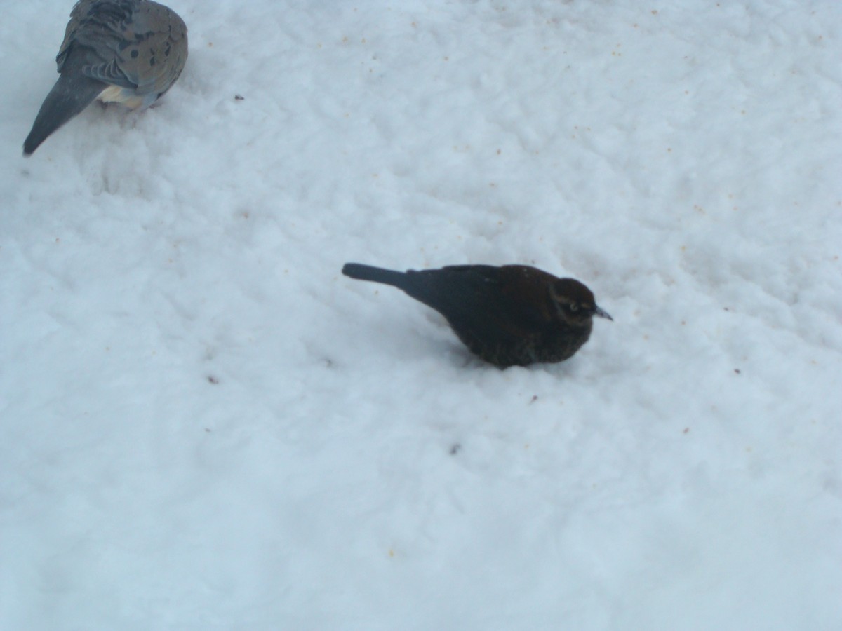 Rusty Blackbird - Peggy Blair