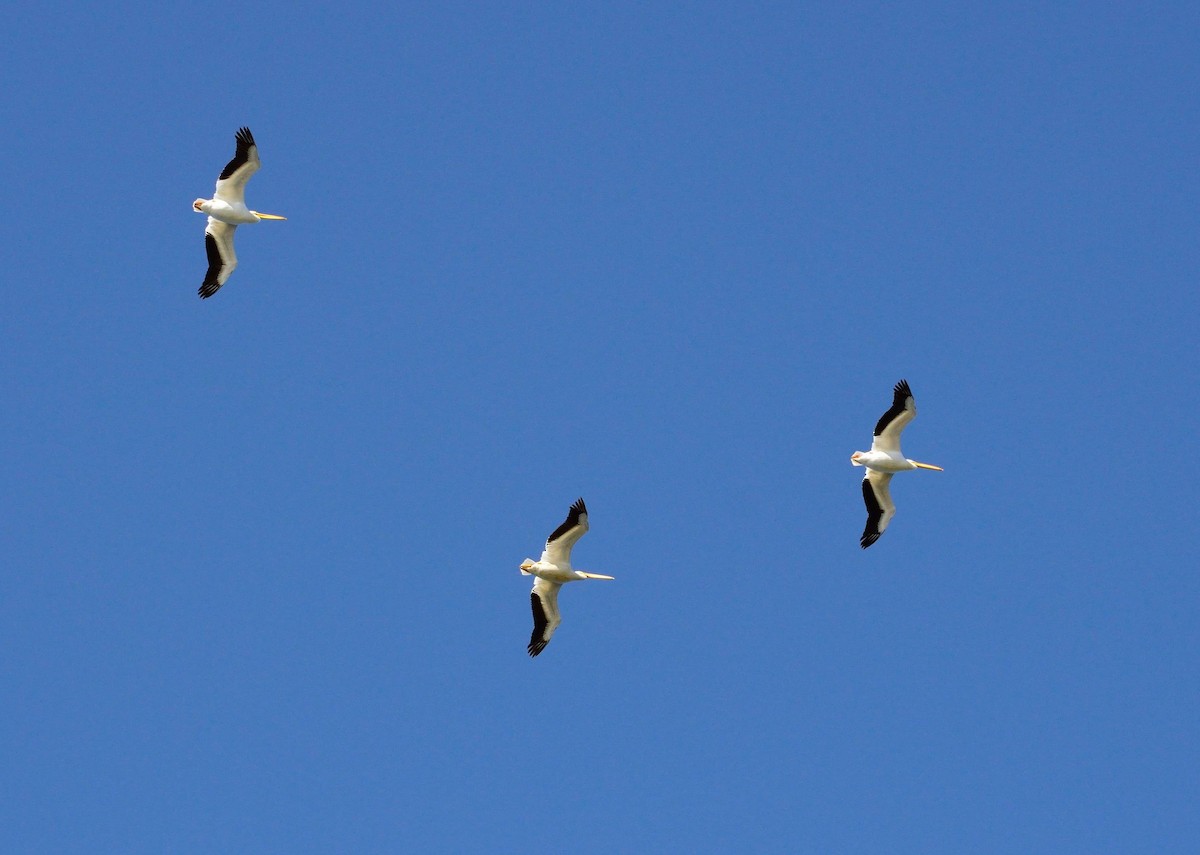 American White Pelican - ML309826071