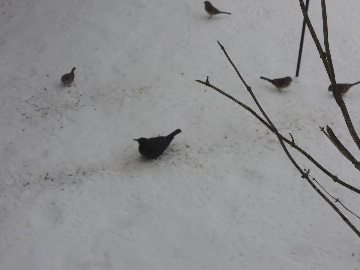 Rusty Blackbird - ML309826091