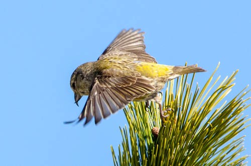 Red Crossbill - Ann G Bilotti