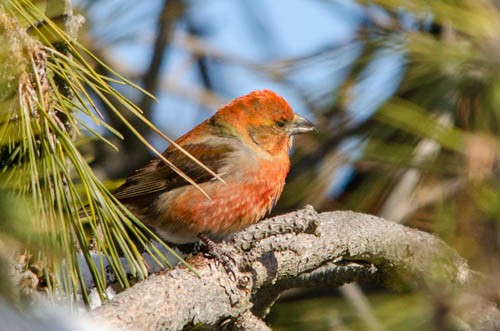 Red Crossbill - ML309826201