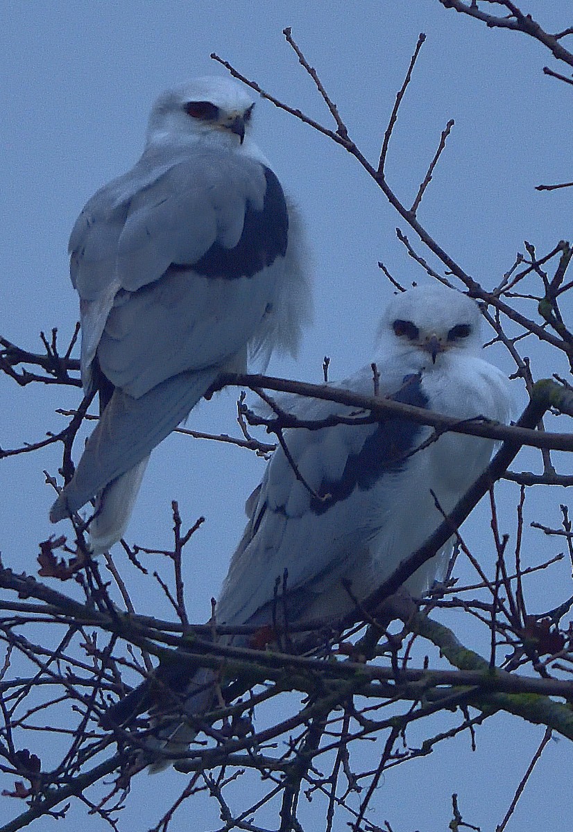 White-tailed Kite - ML309826881