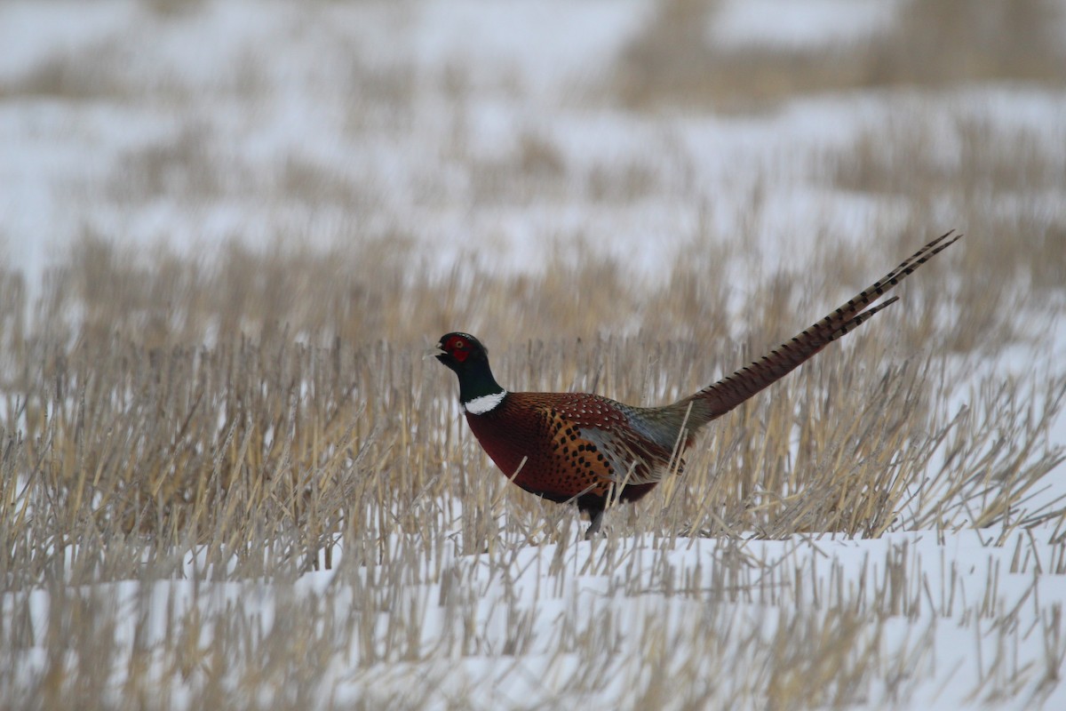 Ring-necked Pheasant - ML309832531