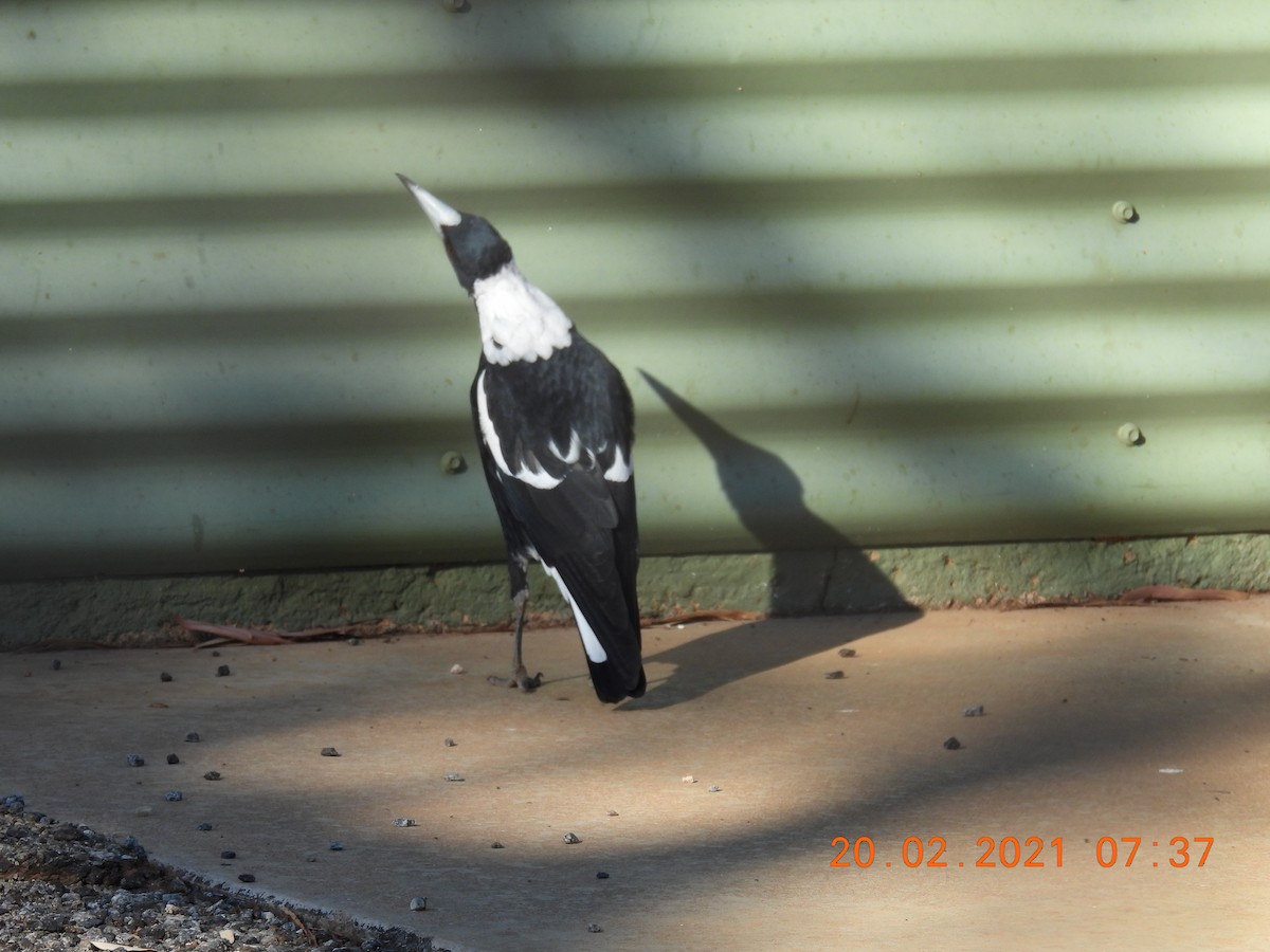Australian Magpie (Black-backed) - ML309833521