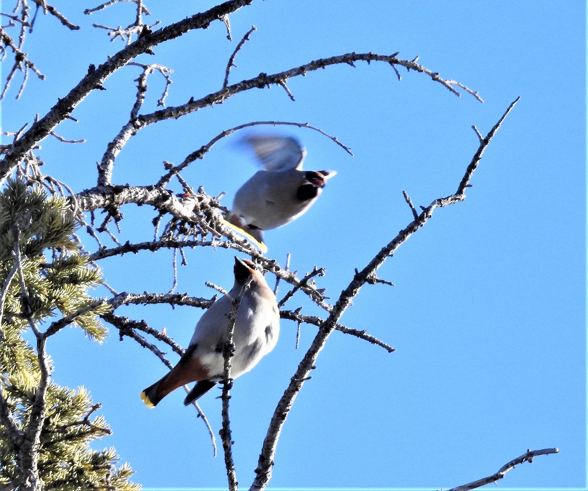 Bohemian Waxwing - ML309834311