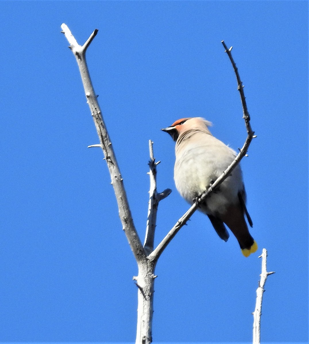 Bohemian Waxwing - ML309834321