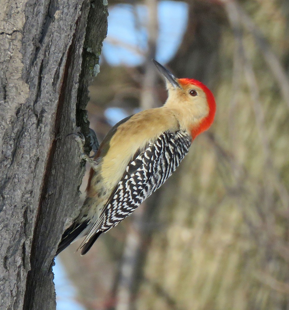 Red-bellied Woodpecker - ML309837091