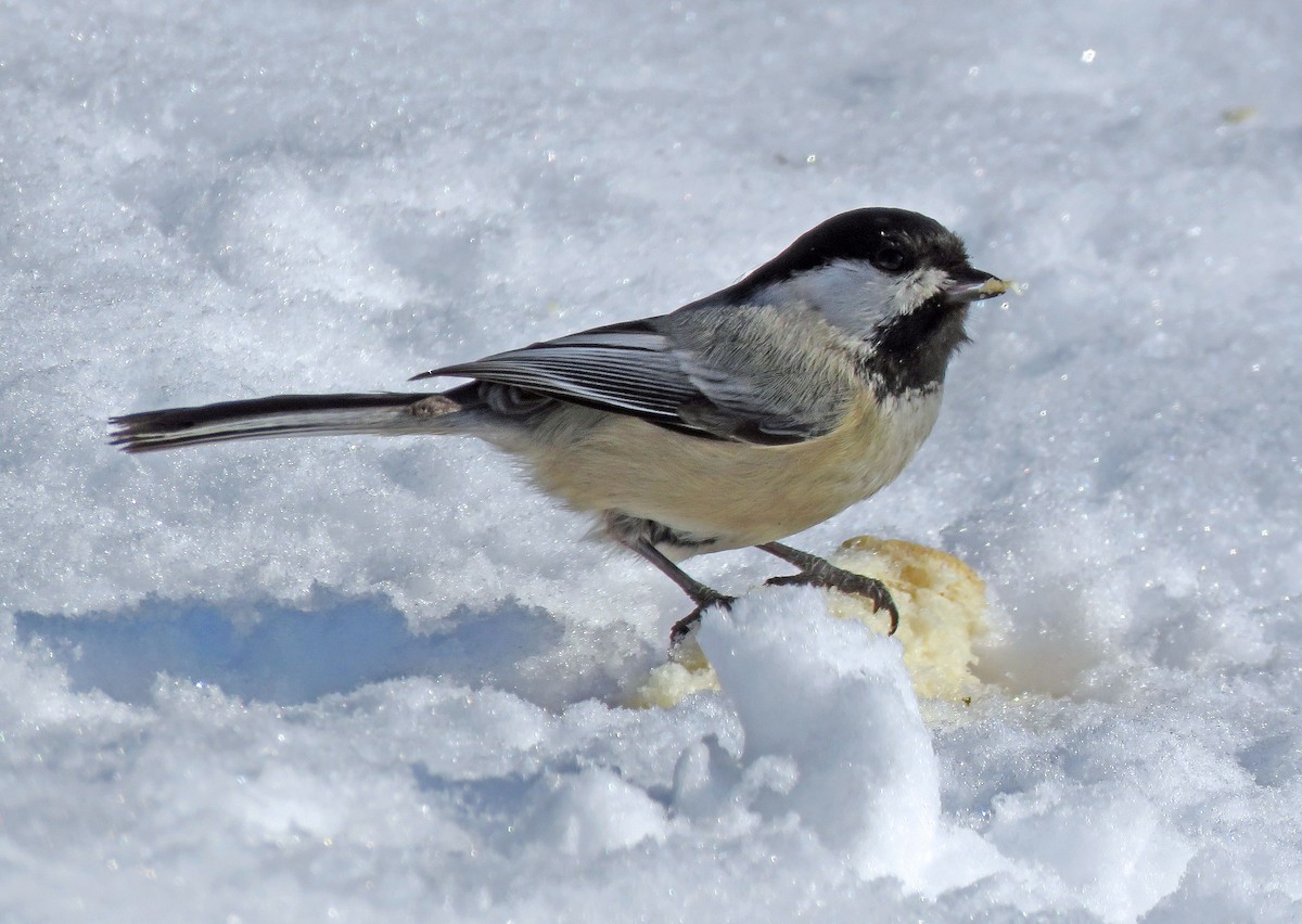 Black-capped Chickadee - ML309837291