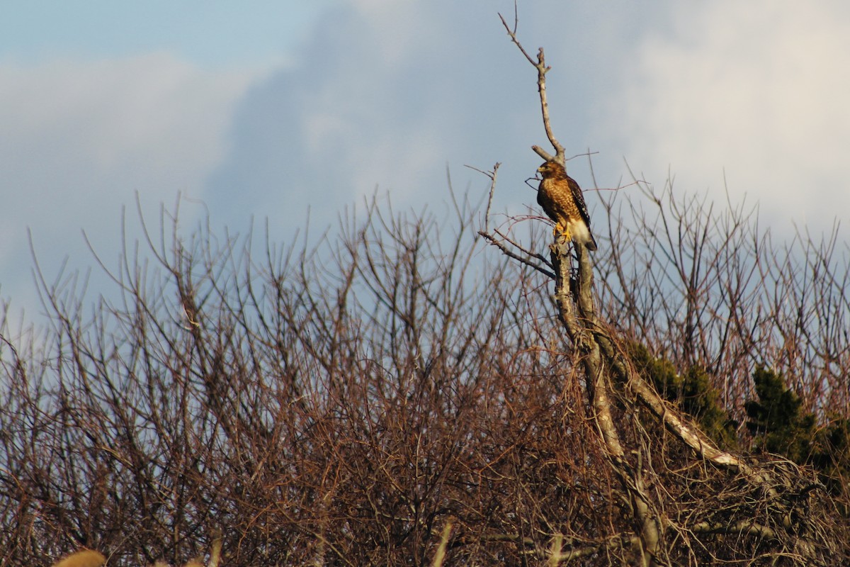 Red-shouldered Hawk - ML309838041