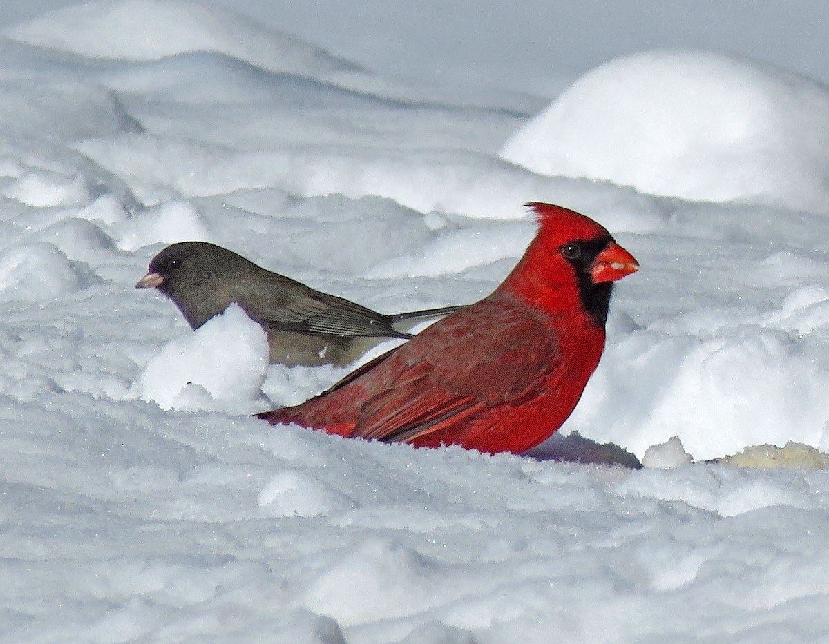 Northern Cardinal - ML309838211