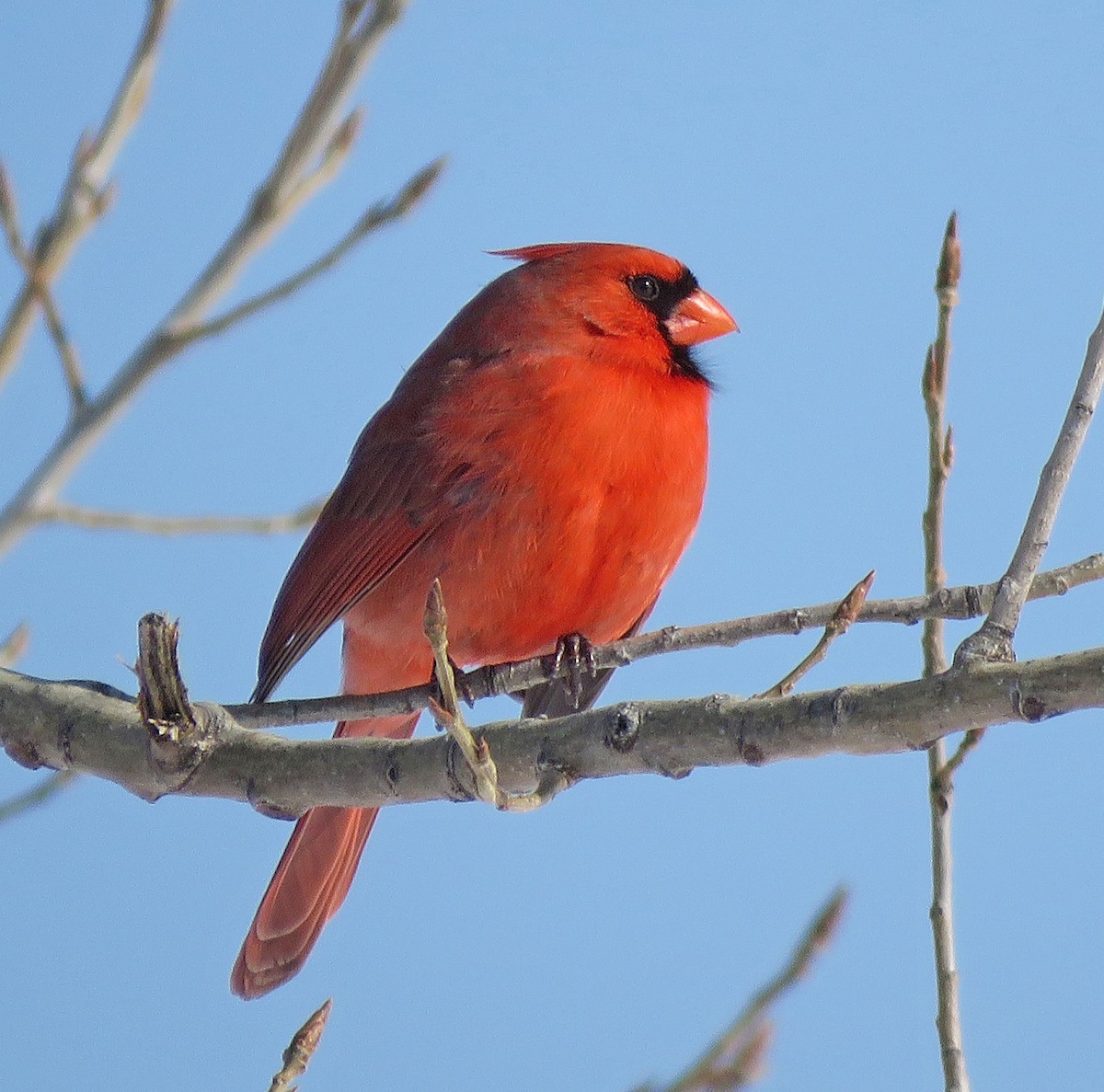 Northern Cardinal - Eric D Gyllenhaal