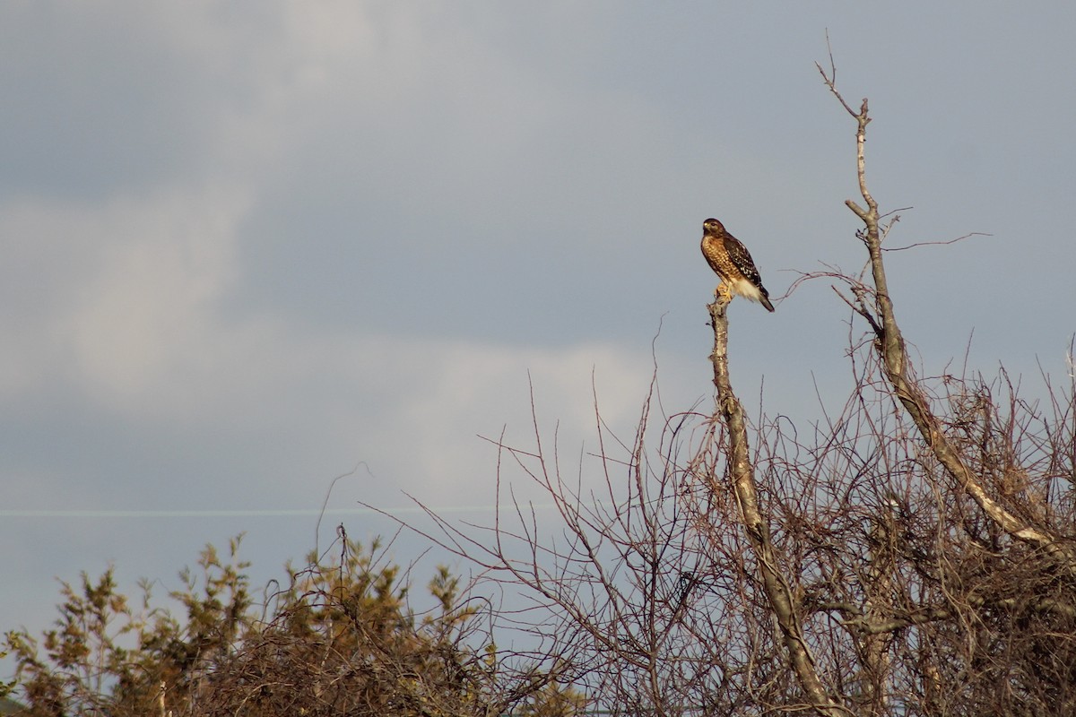 Red-shouldered Hawk - ML309838891