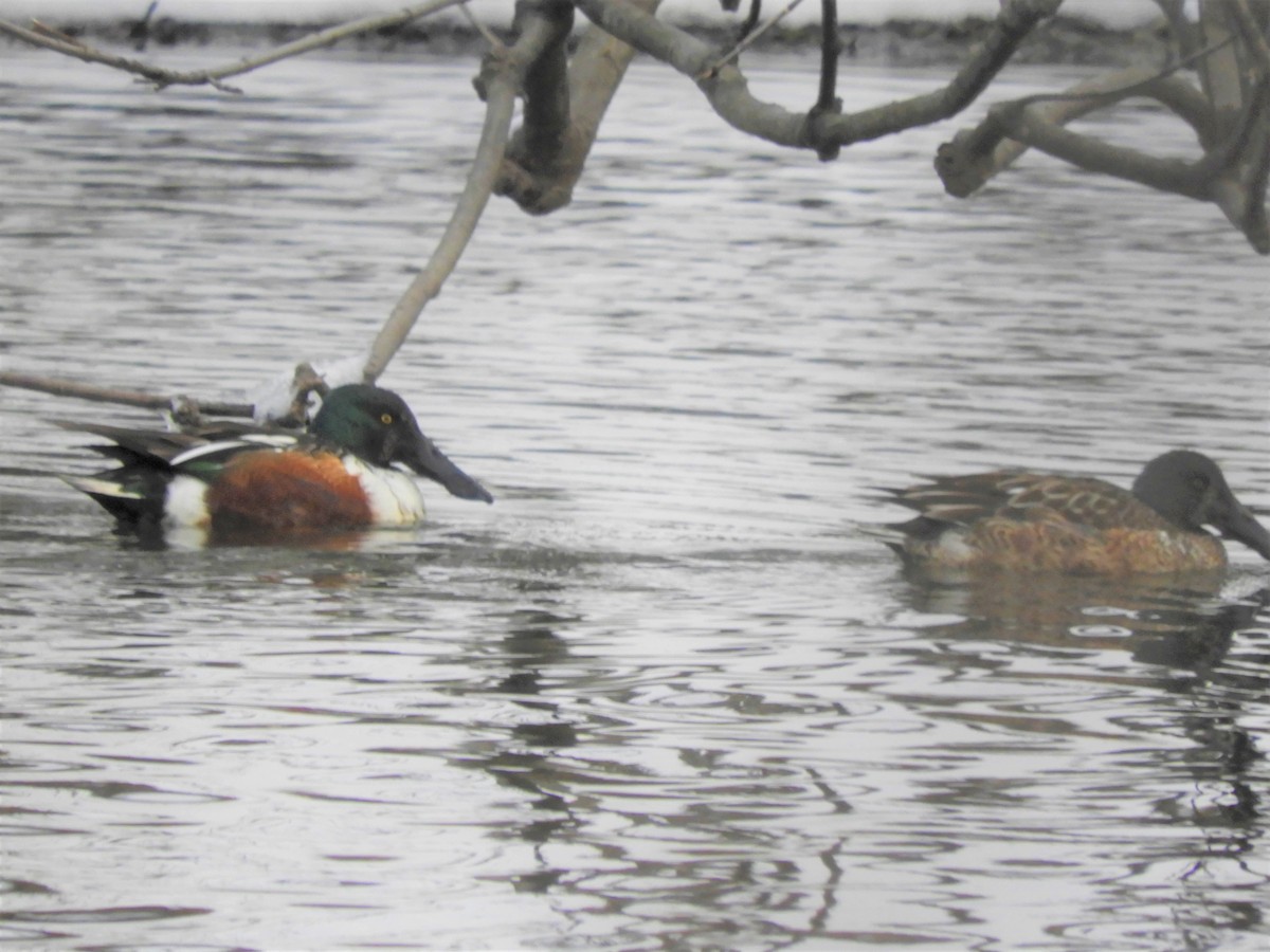 Northern Shoveler - Laura Markley