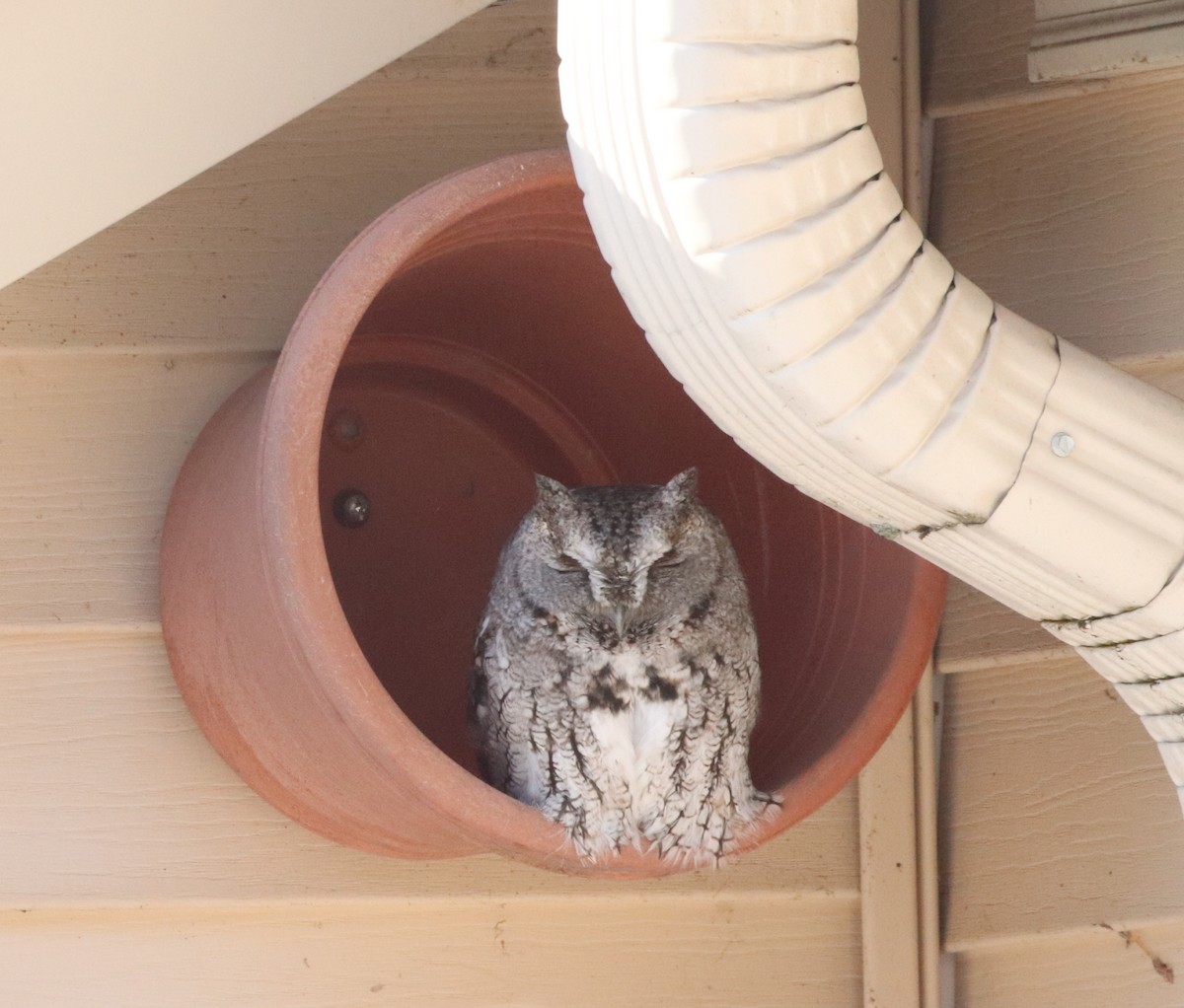 Eastern Screech-Owl - Cindy Lupin