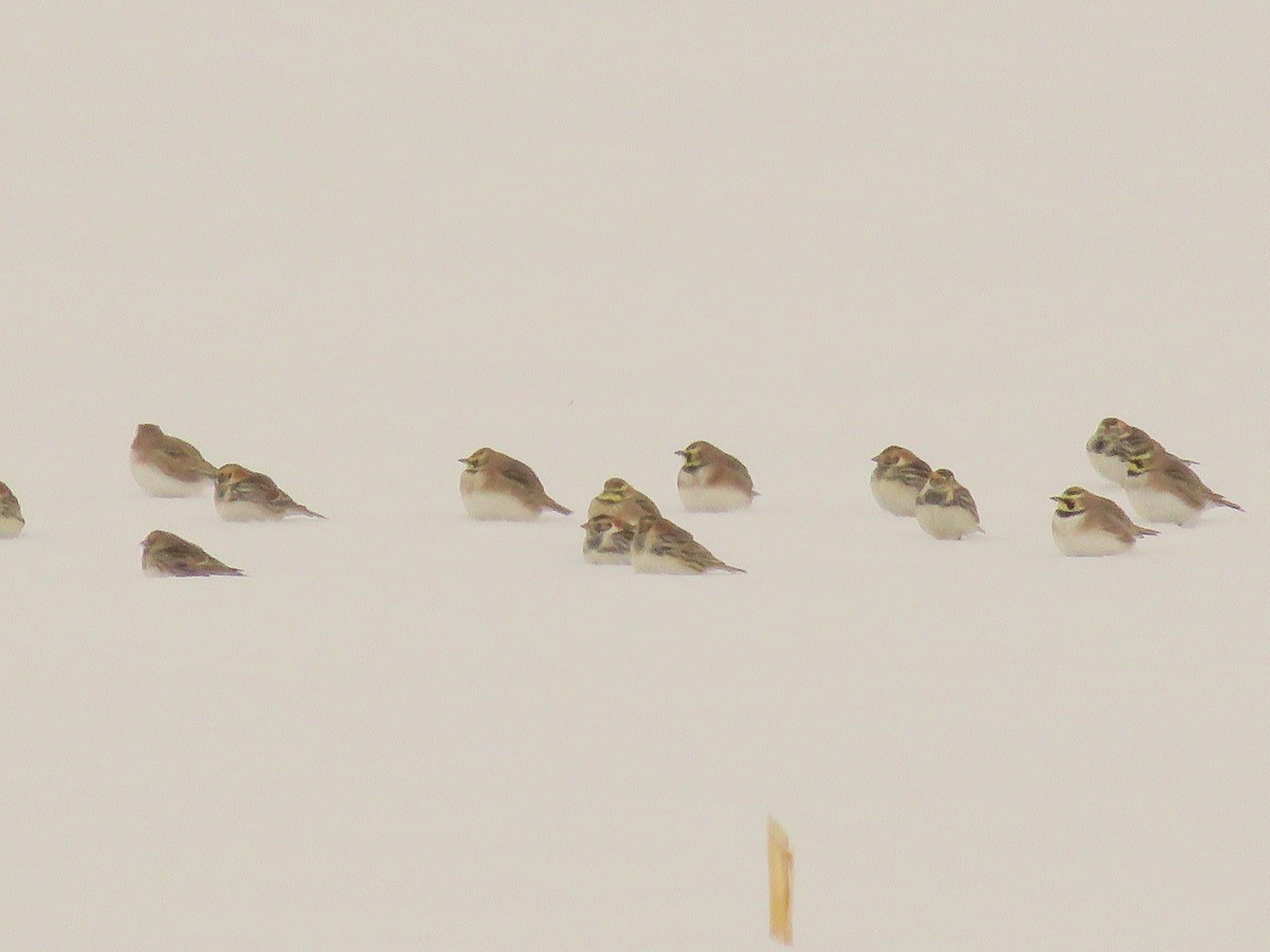 Lapland Longspur - George Levtchouk